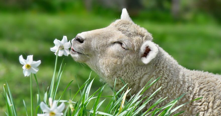portrait of a cute lamb eating a flower in a meadow - springtime scene